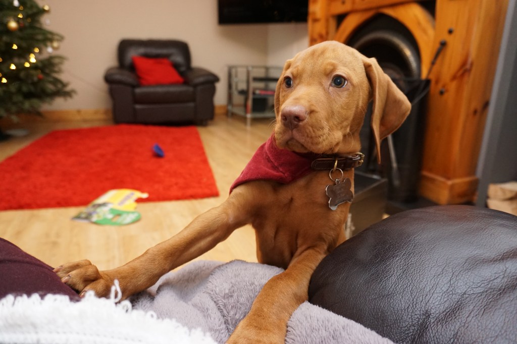 Hungarian Vizsla Ireland – Getting a&nbsp;puppy