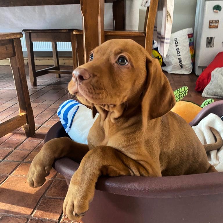 Vizsla Puppy Guide: What to Expect in the First&nbsp;Year
