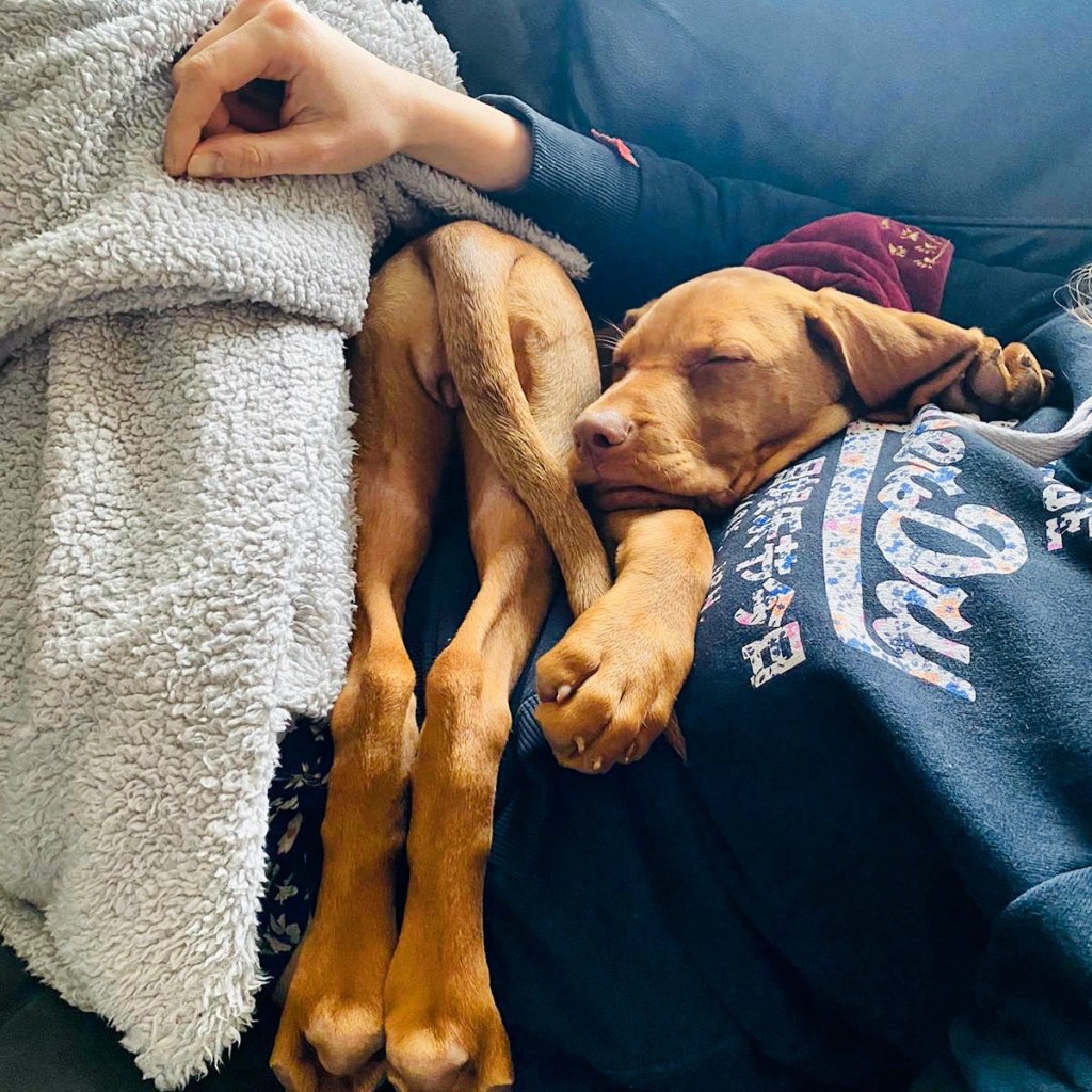 10 Things Only Vizsla Owners Will&nbsp;Understand