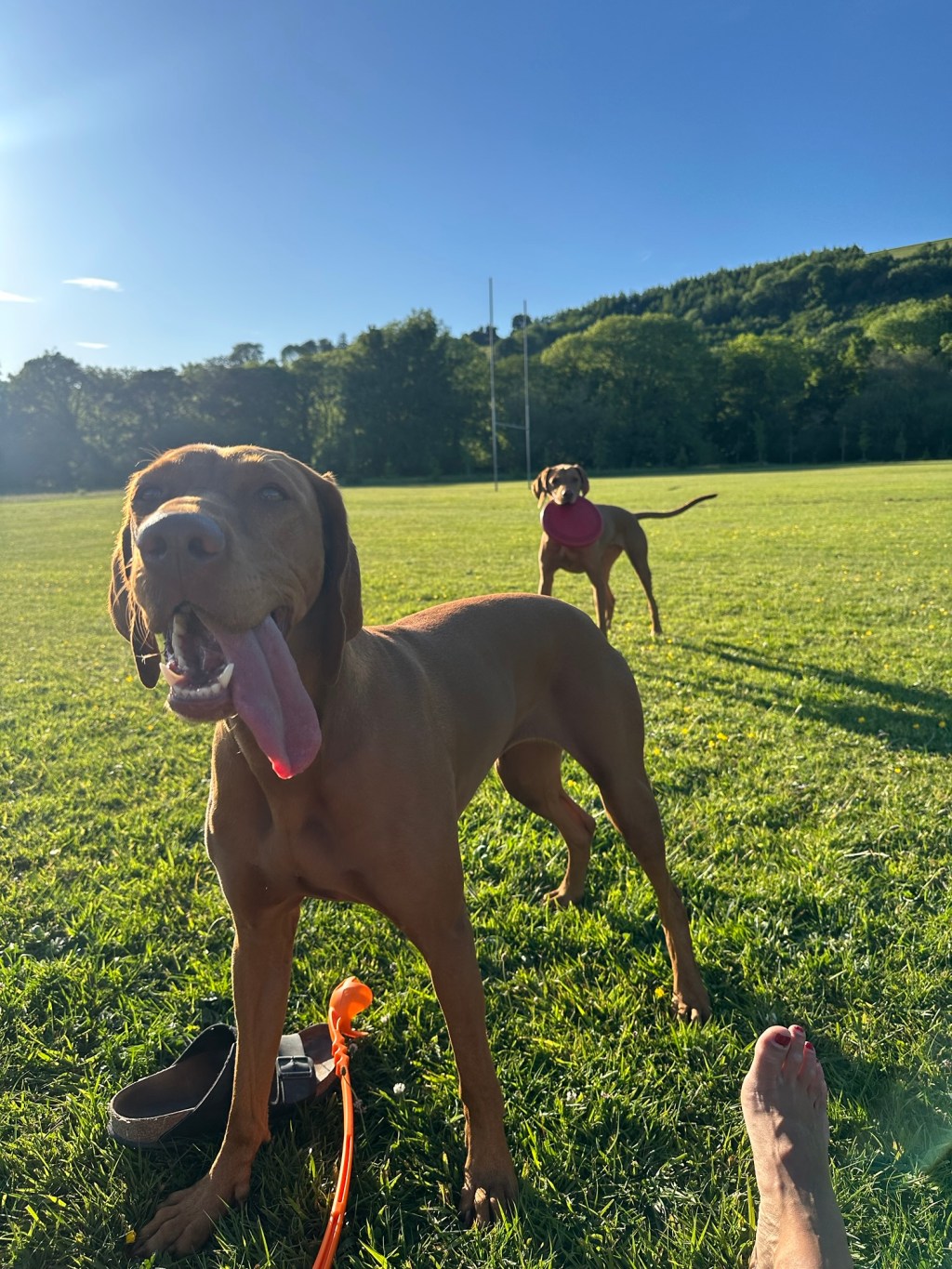 History and Origin of the Hungarian&nbsp;Vizsla