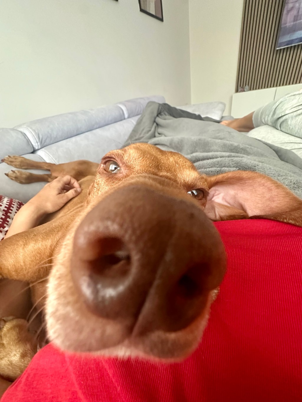 Unraveling the Green Mystery: Why Does My Vizsla Graze Like a&nbsp;Cow?