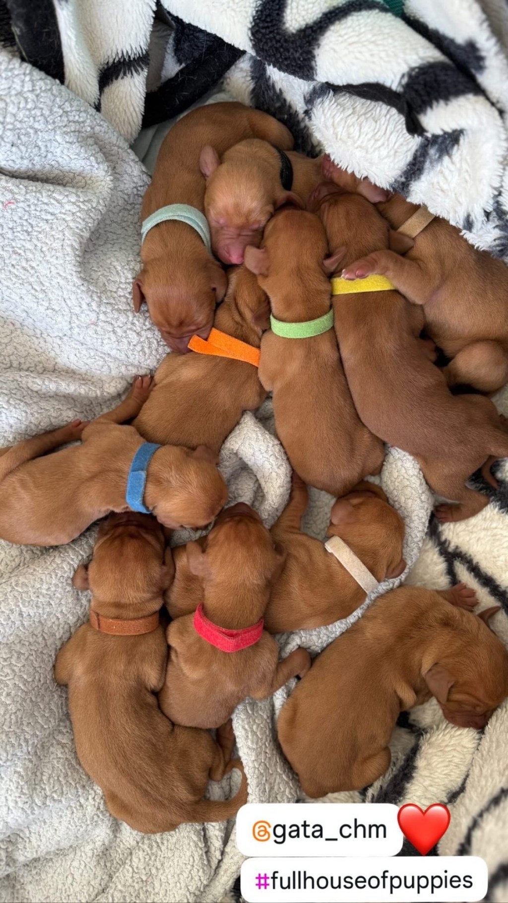 Our Vizsla Mama Just Welcomed 11 Beautiful&nbsp;Puppies!