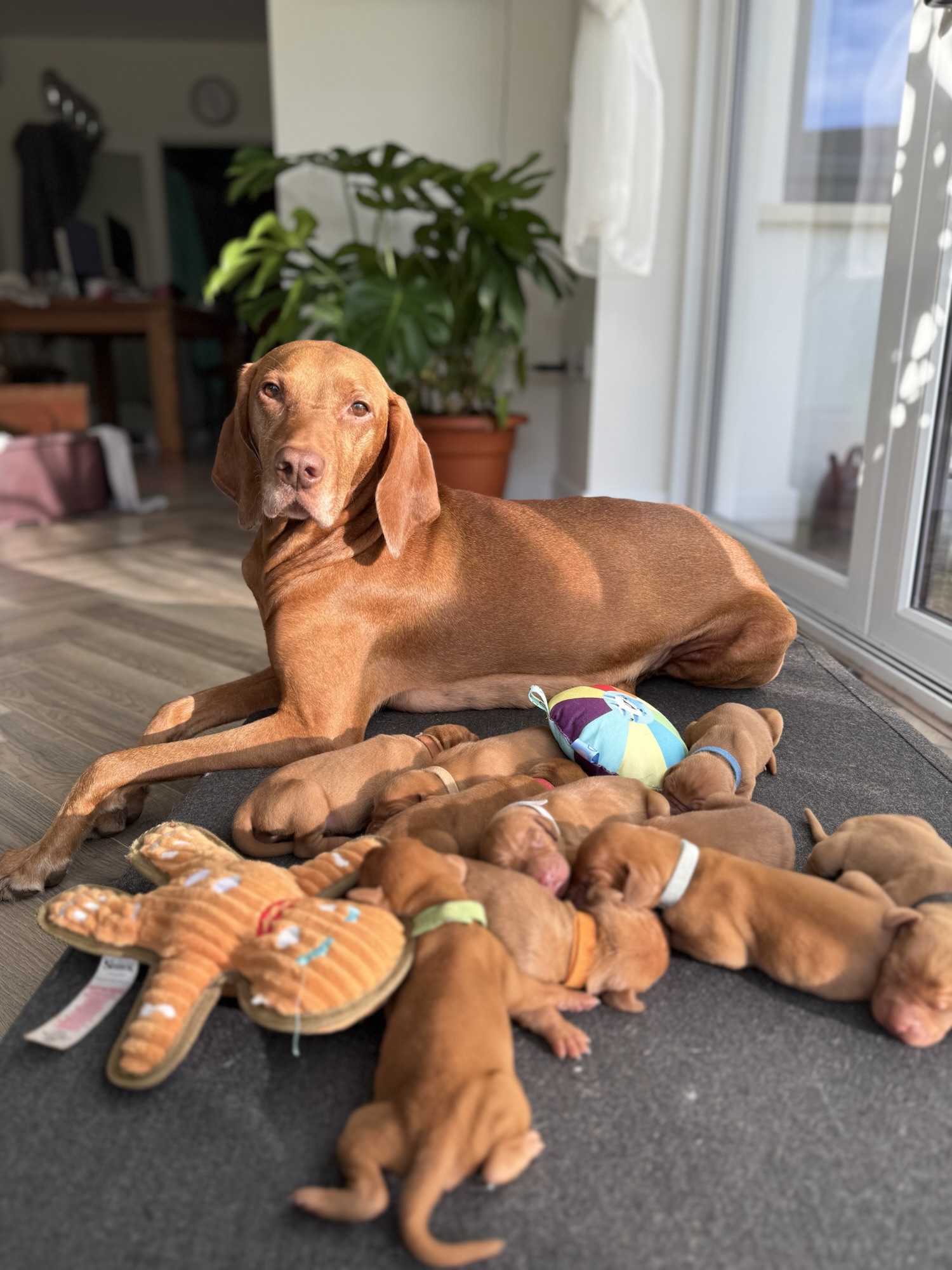 From Belly Kicks to Wiggles: Welcoming Phoebe’s Hungarian Vizsla Puppies (born in Ireland)