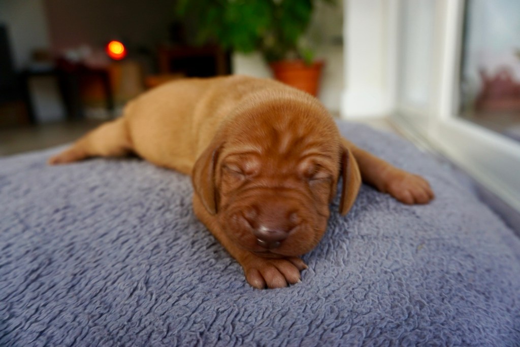 Hungarian Vizsla Puppies: Week 0–2 – The Sweetest (and Sleepiest)&nbsp;Start
