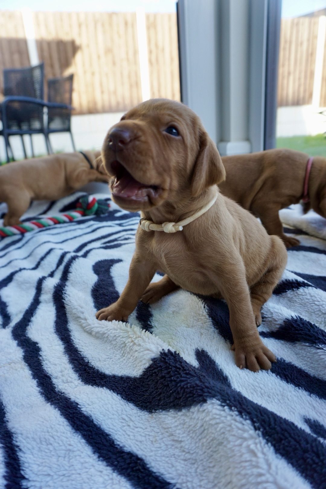 Life with 11 Vizsla Puppies (2–4 Weeks Old)