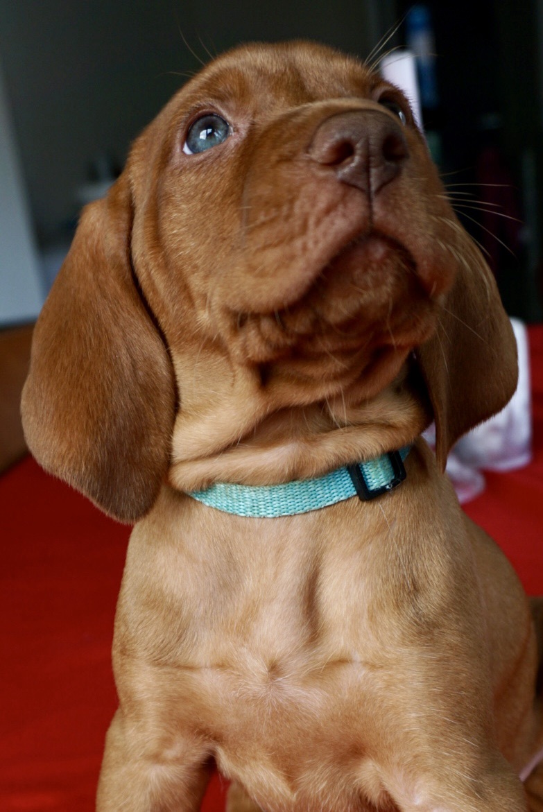Vizsla Puppies Available – Cork, Ireland