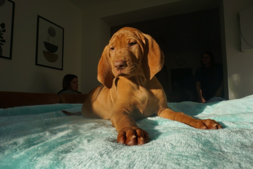 Beautiful Vizsla Female Puppy Available – South of&nbsp;Ireland